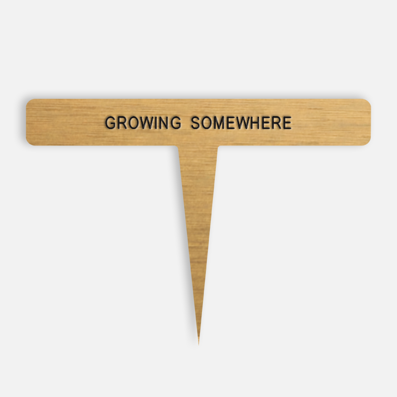 GROWING SOMEWHERE Caption